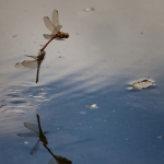 Verbinding - Martin van der Kemp