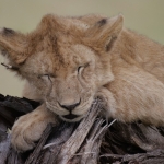 Stilte - Nico Tiemessen