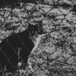 Opsluiten/Opgesloten - Anne Kiwitz