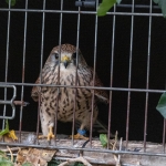 Opsluiten/Opgesloten - Karin Ormel