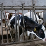 Opsluiten/Opgesloten - Nico Tiemessen