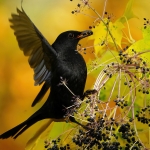 Beweging - Bert Hobelman