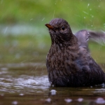 Beweging - Karin Ormel