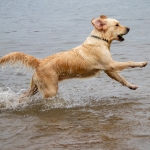 Beweging - Michel Schwartz