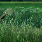 Beweging - Paul Roelofs