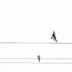 Beweging - Paul Roelofs