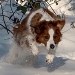 Beweging - Hennie Jansen