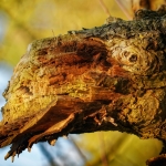 Bomen details - Anne Kiwitz 