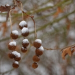 Bomen details - Anne Kiwitz 