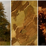 Bomen details - Anne Kiwitz 