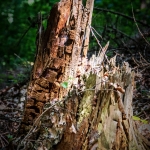 Bomen details - Hennie Jansen