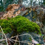 Bomen details - Hennie Jansen
