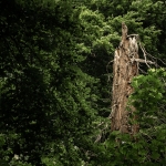 Bomen details - Jan Hoetink