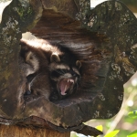 Bomen details - Jos Palm