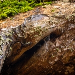 Bomen details - Karin Ormel