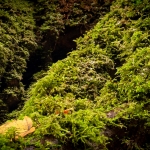 Bomen details - Karin Ormel