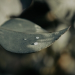 Bomen details - Linda Overbeek