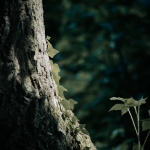 Bomen details - Linda Overbeek