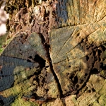 Bomen details - Martin van der Kemp