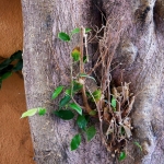 Bomen details - Martin van der Kemp