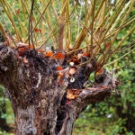 Bomen details - Martin van der Kemp