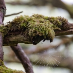 Bomen details - Michel Schwartz