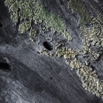 Bomen details - Michiel Hageman