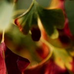 Bomen details - Monique Hofstad