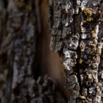 Bomen details - Monique Hofstad