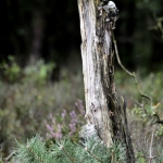 Bomen details - Nico Tiemessen