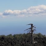 Bomen details - Nico Tiemessen