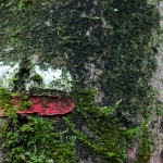 Bomen details - Paul Roelofs