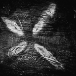 Bomen details - Paul Roelofs