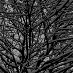 Bomen details - Petra van Loon