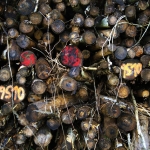 Bomen details - Willie Graat