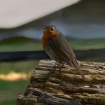 Bomen details - Willie Graat