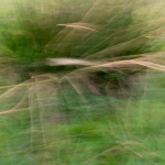 ICM - Nico Tiemessen