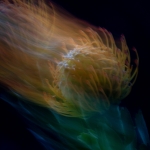 ICM - Monique Hofstad