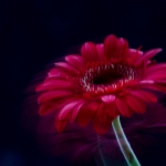 ICM - Monique Hofstad