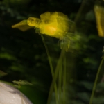 ICM - Linda Overbeek 