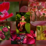 Color walk - Anne Kiwitz