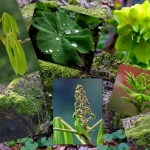 Color walk - Nico Tiemessen