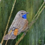 Bluethroat