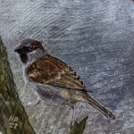 House sparrow