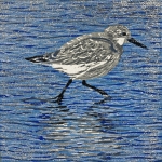 Drieteen strandloper