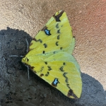 Brimstone Moth