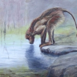 Berberaap aan het water