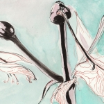 Amarylis na de bloei