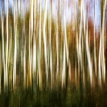 SILVER BIRCHES IN RED