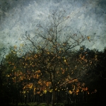 AUTUMN OAK